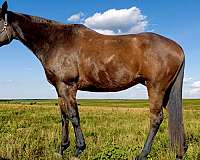 bay-companion-halter-horse