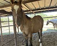 performance-ranch-colt-gelding