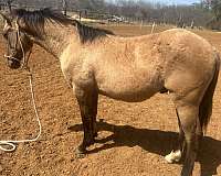 dun-quarter-horse-colt-gelding