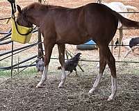 quarter-horse-for-sale