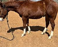 rabicano-colt-yearling