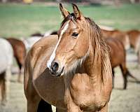 blue-roan-twhbea-foal