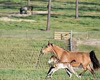 buckskin-twhbea-broodmare