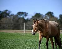 buckskin-twhbea-foal