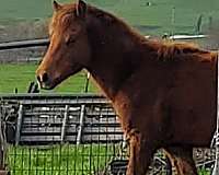 15-hand-morgan-horse