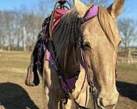 fancy-broke-tennessee-walking-horse