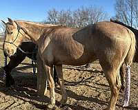 little-kids-tennessee-walking-horse