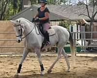 gray-white-tobiano-horse