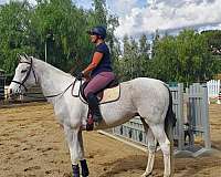 pinto-gray-white-tobiano-horse