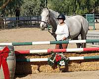 gray-white-tobiano