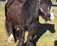 black-ghra-mare-foal