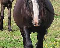 ghra-mare-foal