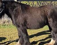 gypsy-vanner-mare