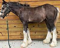 breeding-draft-gypsy-vanner-horse