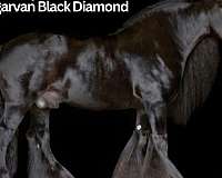 black-gypsy-vanner-colt