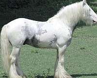 piebald-black-sabino-tobiano-horse