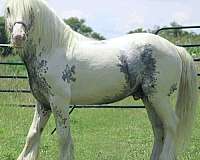 black-sabino-tobiano