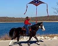 hair-missouri-fox-trotter-horse