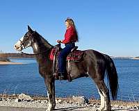 blue-roan-sabino-horse