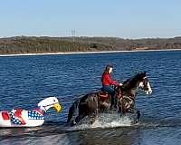 all-missouri-fox-trotter-horse