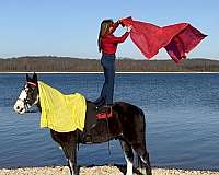 back-missouri-fox-trotter-horse