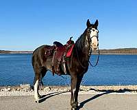 beginner-novice-missouri-fox-trotter-horse