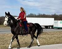 blue-missouri-fox-trotter-horse