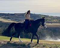 blue-roan-missouri-fox-trotter-horse