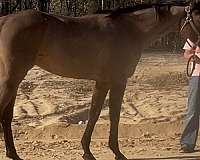 gymkha-thoroughbred-horse