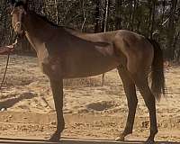 gymkha-gelding