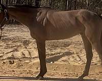 bay-gymkha-horse