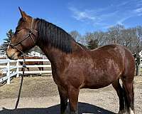natural-horsemanship-training-belgian-warmblood-horse