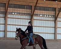 pleasure-driving-belgian-warmblood-horse