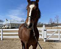 ranch-belgian-warmblood-horse
