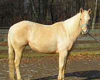 quarter-horse-for-sale