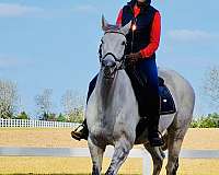 endurance-thoroughbred-horse