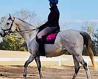 english-pleasure-thoroughbred-horse