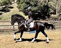 breeding-prospect-hanoverian-horse