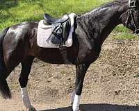 class-hanoverian-horse