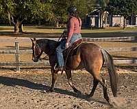 quarter-horse-for-sale