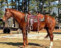 quarter-horse-gelding