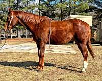 quarter-horse-for-sale