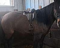 dun-w-blk-points-sporthorse