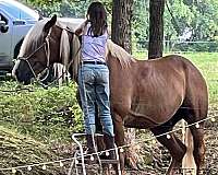 flax-gelding