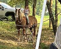 flax-mane-tail-horse