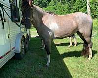 blue-roan-gaited-pony