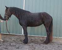 all-around-gypsy-vanner-horse