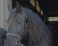 dressage-gypsy-vanner-horse