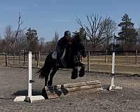 barefoot-gypsy-vanner-horse