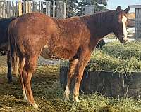 quarter-horse-gelding